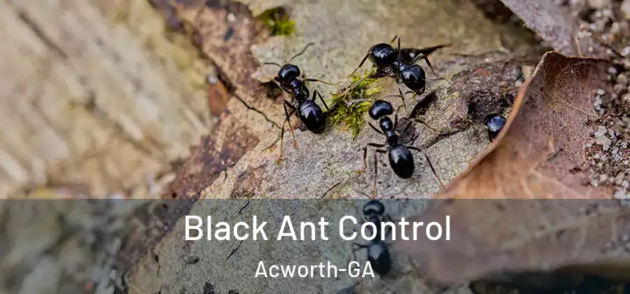 Black Ant Control Acworth-GA