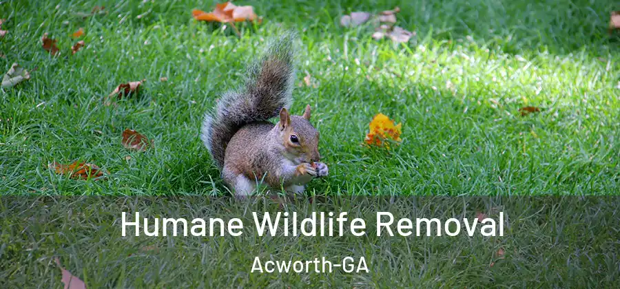  Humane Wildlife Removal Acworth-GA