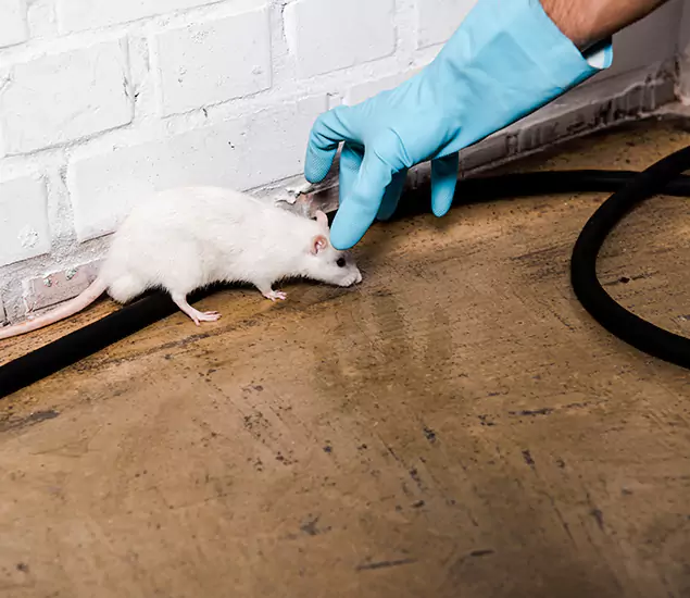 Your Pest Control Partner in Acworth, GA