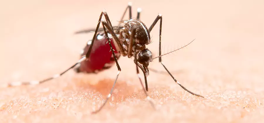 Pond Mosquito Control and Water Treatment in Acworth