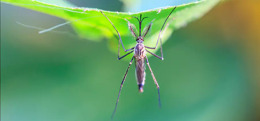 Home Defense Insect Killer in Acworth