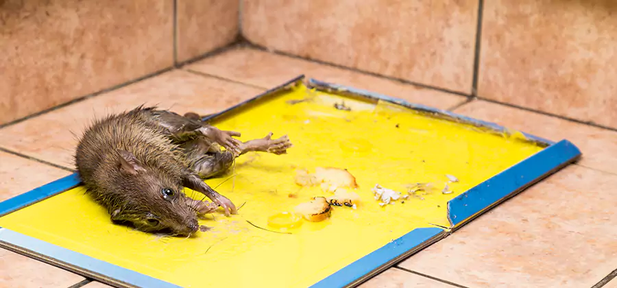 Mouse and Rat Control in Acworth