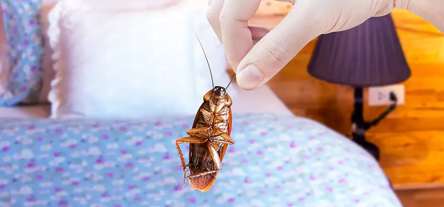 Bed Bug Inspection in Acworth