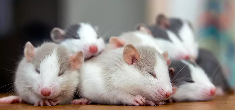 Rat Infestation Exclusion Service in Acworth