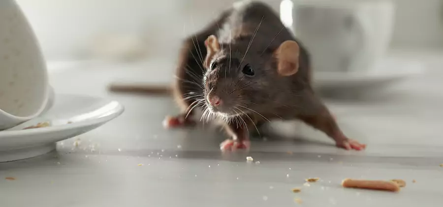 Attic Rat Exclusion Service in Acworth
