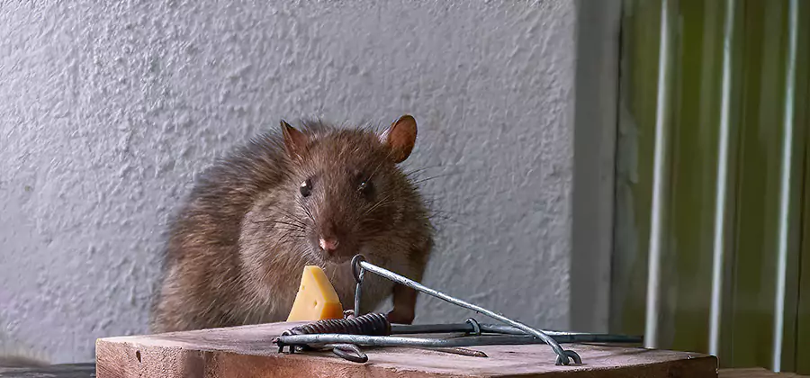 Rodent Proofing Service in Acworth