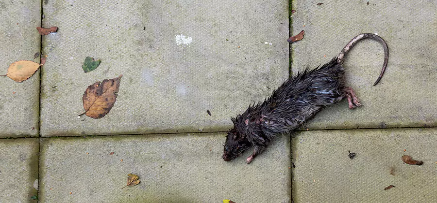 Rodent inspection service in Acworth