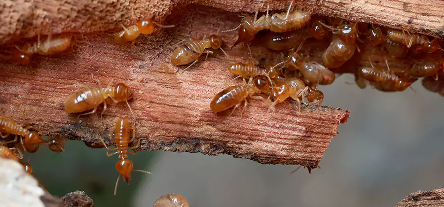 Perimeter Soil Termite Treatment in Acworth