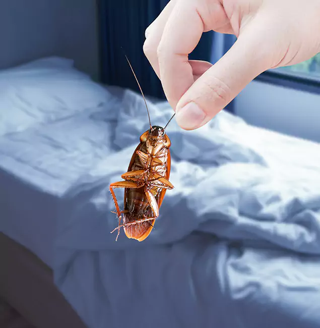 Why Choose Acworth Pest Control Services for Bed Bug Extermination in Acworth, GA?