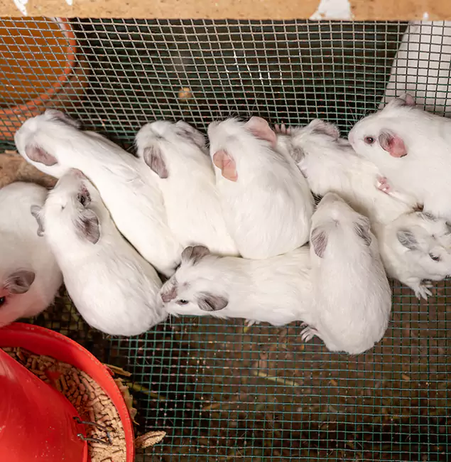Why Choose Acworth Pest Control Services for Rat Infestation in Acworth, GA?