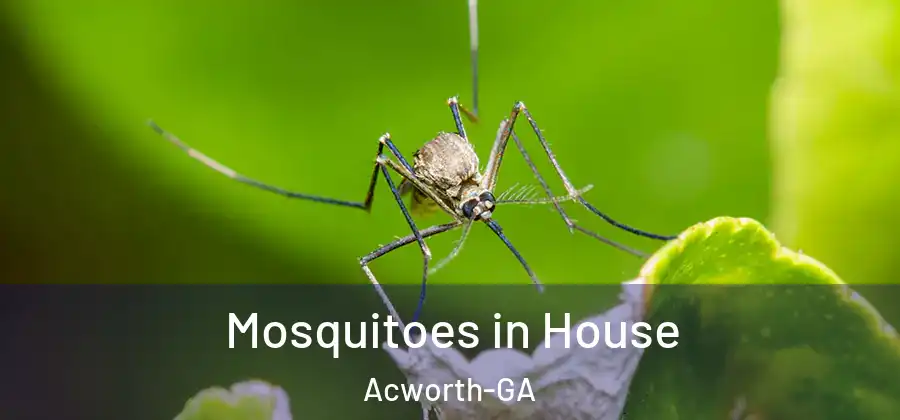  Mosquitoes in House Acworth-GA