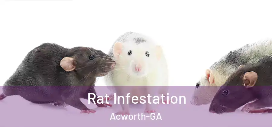 Rat Infestation Acworth-GA
