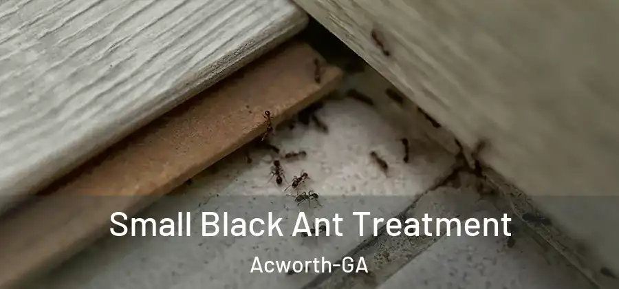  Small Black Ant Treatment Acworth-GA