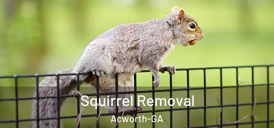 Squirrel Removal Acworth-GA
