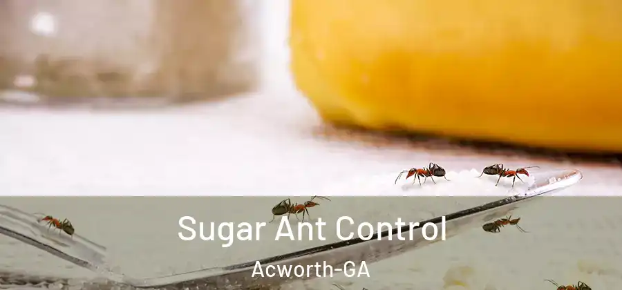  Sugar Ant Control Acworth-GA