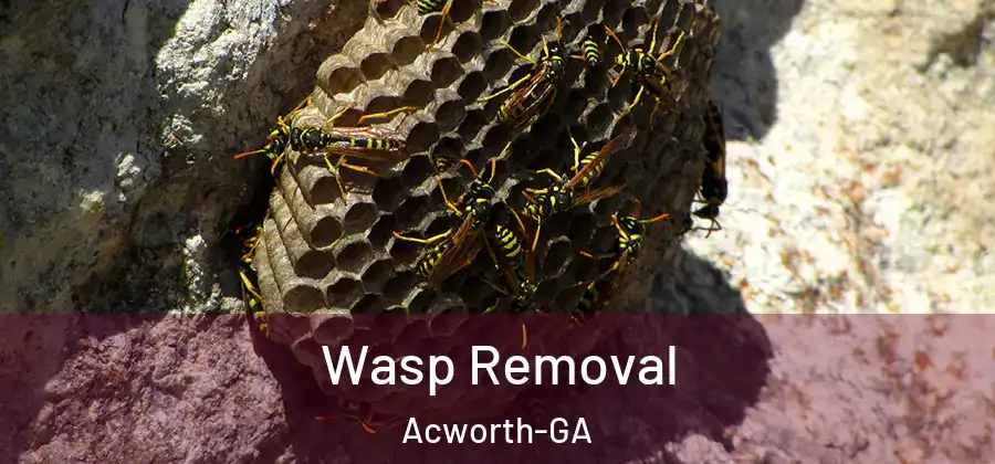  Wasp Removal Acworth-GA